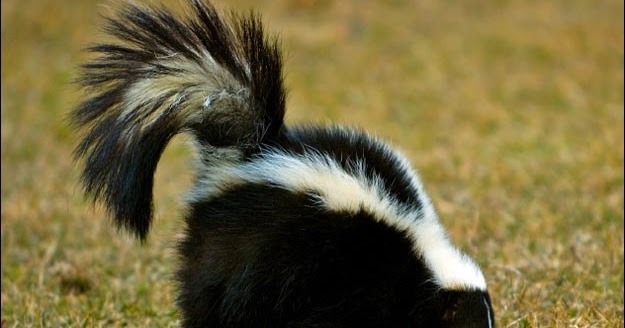 Giải mã giấc mơ thấy Chồn hôi & Ý nghĩa mơ thấy con chồn hôi